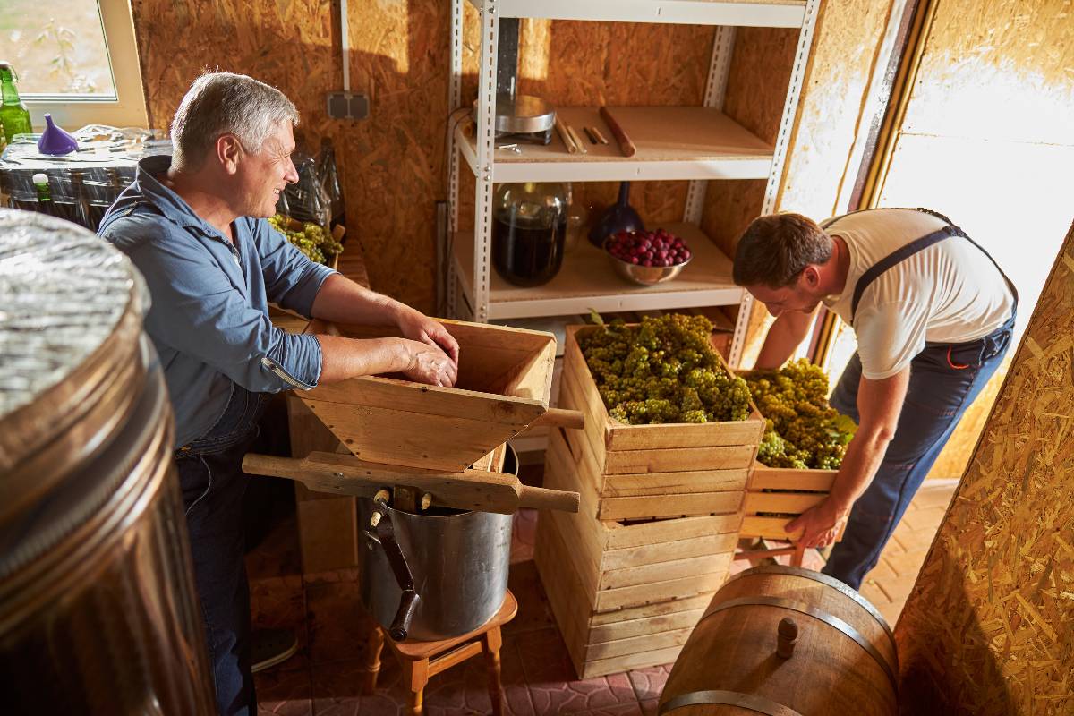 How to Start Your Own Winery Business Guide to Wine Brand